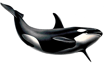 Blue Whale PNG Picture