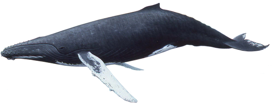 Blue Whale PNG Image