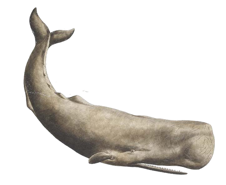 Whale Png - Whale, Transparent background PNG HD thumbnail