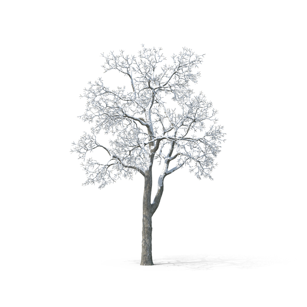 Bare Tree Covered In Snow - White Birch Tree, Transparent background PNG HD thumbnail