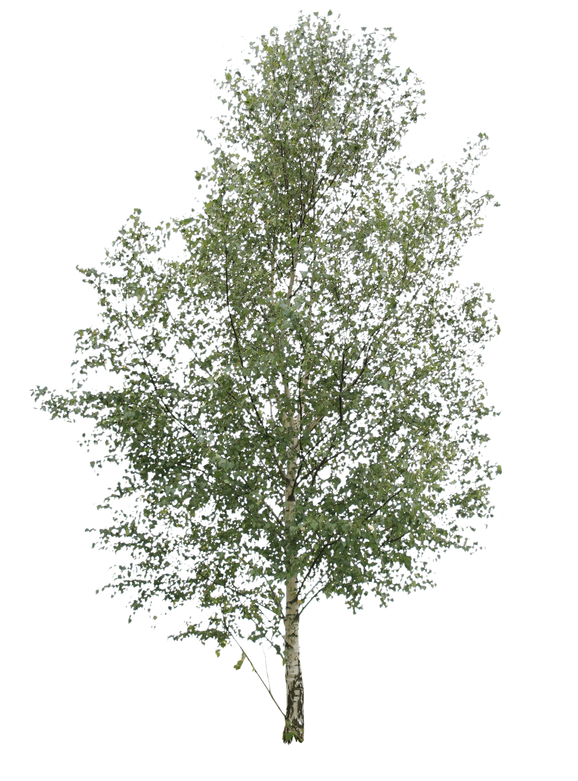 silver birch tree isolated on