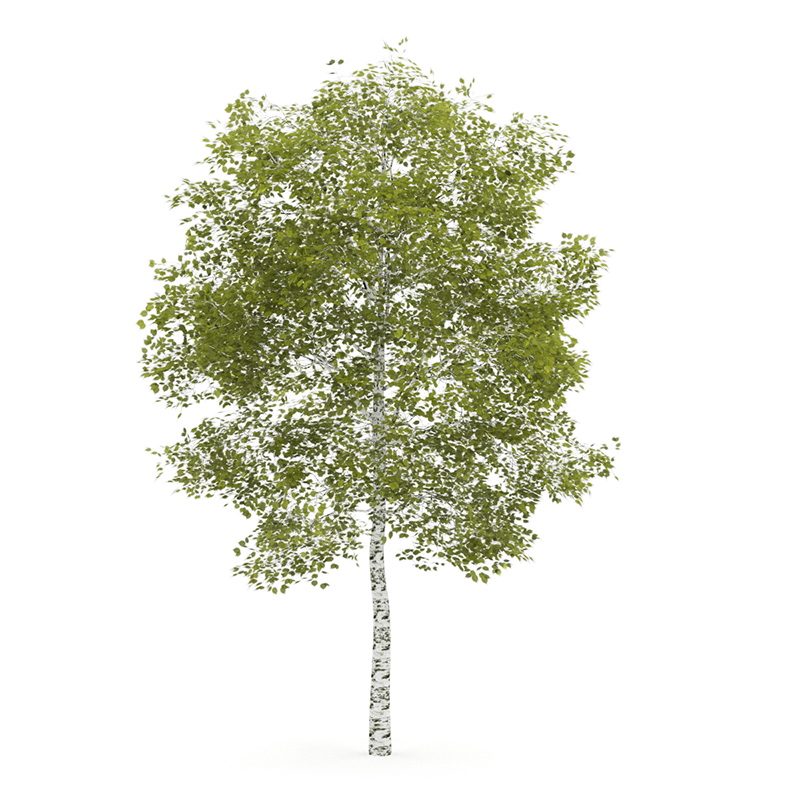 Birch - White Birch Tree, Transparent background PNG HD thumbnail