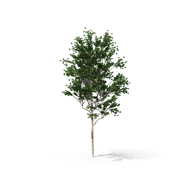 Chinese Red Birch Tree - White Birch Tree, Transparent background PNG HD thumbnail