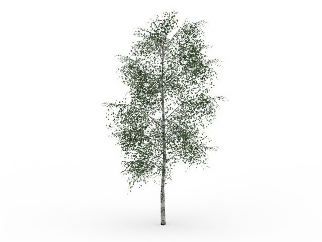 Gray Birch Tree 3D Model - White Birch Tree, Transparent background PNG HD thumbnail