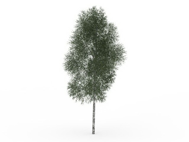 Highly Detailed 3D Model Of Mountain Paper Birch Tree, Betula Cordifolia Mountain White Birch Tree. Available 3D File Format: - White Birch Tree, Transparent background PNG HD thumbnail