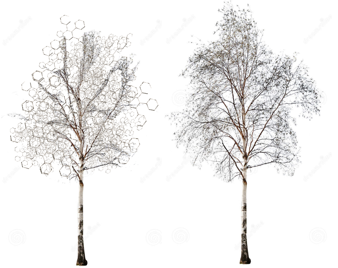 How I Perceived A Birch Tree Under Influence Vs Normal Hdpng.com  - White Birch Tree, Transparent background PNG HD thumbnail
