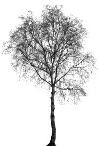 Silver birch Tree Clip art - 