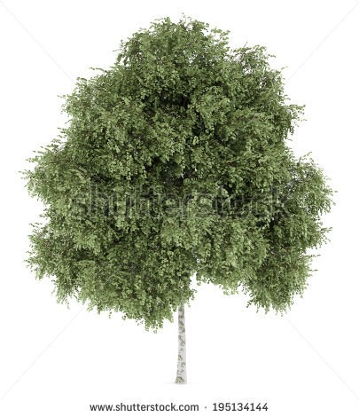Silver Birch Tree Isolated On White Background - White Birch Tree, Transparent background PNG HD thumbnail