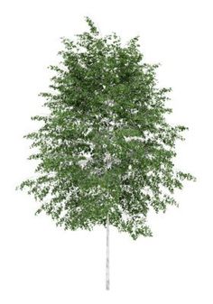 Silver birch tree isolated on white background Stock Photo, White Birch Tree PNG - Free PNG