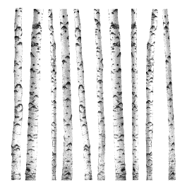 White Birch Trees Wall Decal - White Birch Tree, Transparent background PNG HD thumbnail