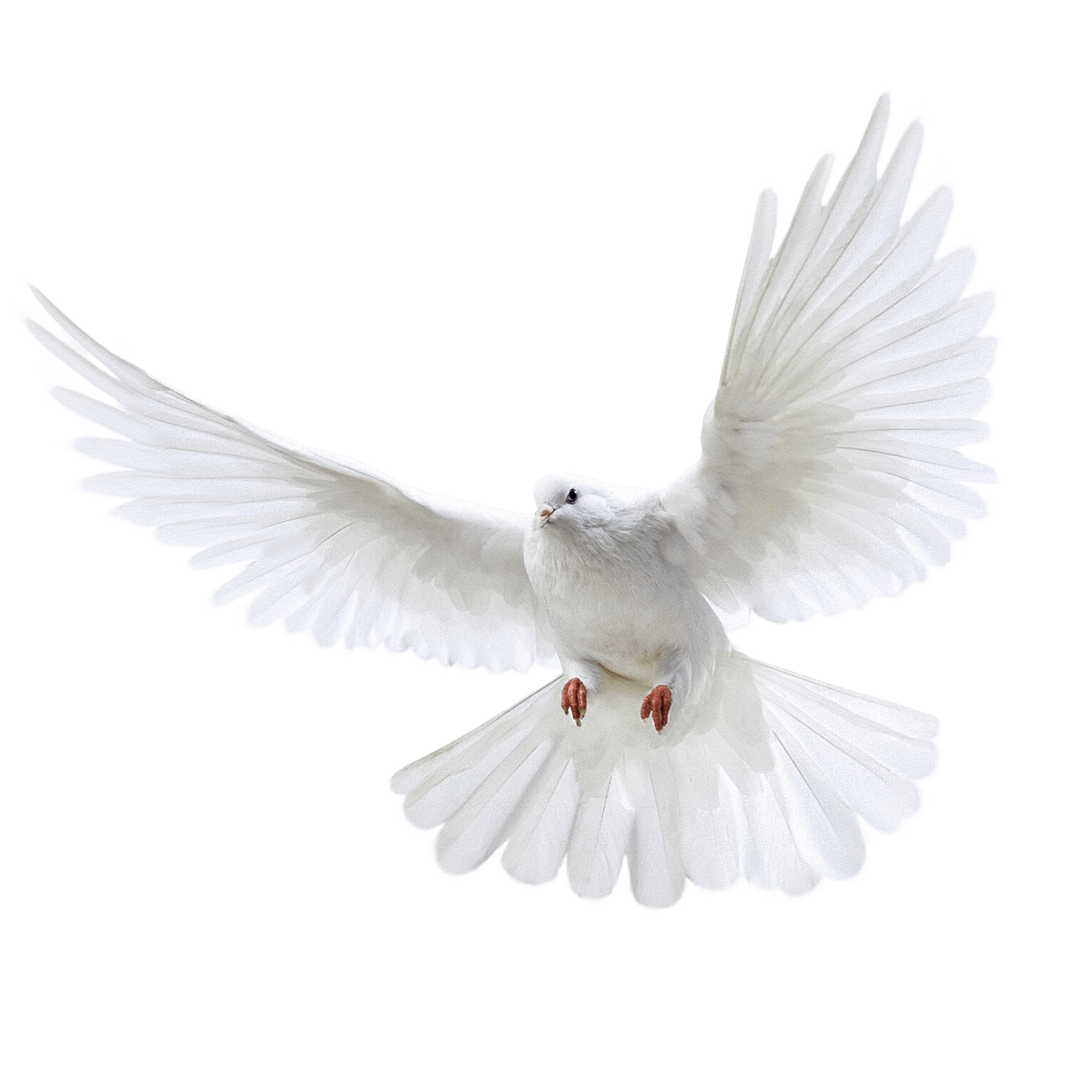 White Flying Pigeon Png Image Png Image - Pigeon, Transparent background PNG HD thumbnail