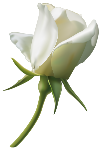 Beautiful White Rose Bud Png Clipart Image - White Roses, Transparent background PNG HD thumbnail