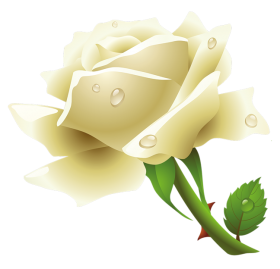 Download White Rose Png Images Transparent Gallery. Advertisement - White Roses, Transparent background PNG HD thumbnail