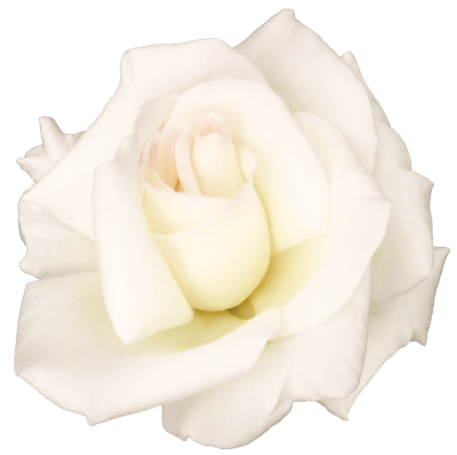 Png File Name: White Rose Hdpng.com  - White Roses, Transparent background PNG HD thumbnail