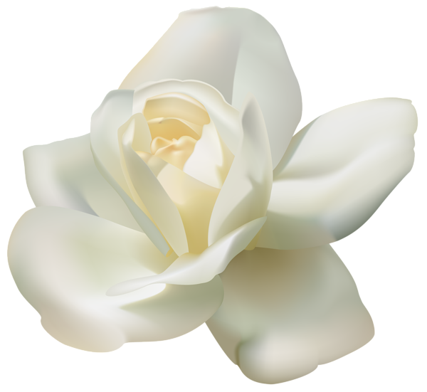 Png File Name: White Rose Png - White Roses, Transparent background PNG HD thumbnail