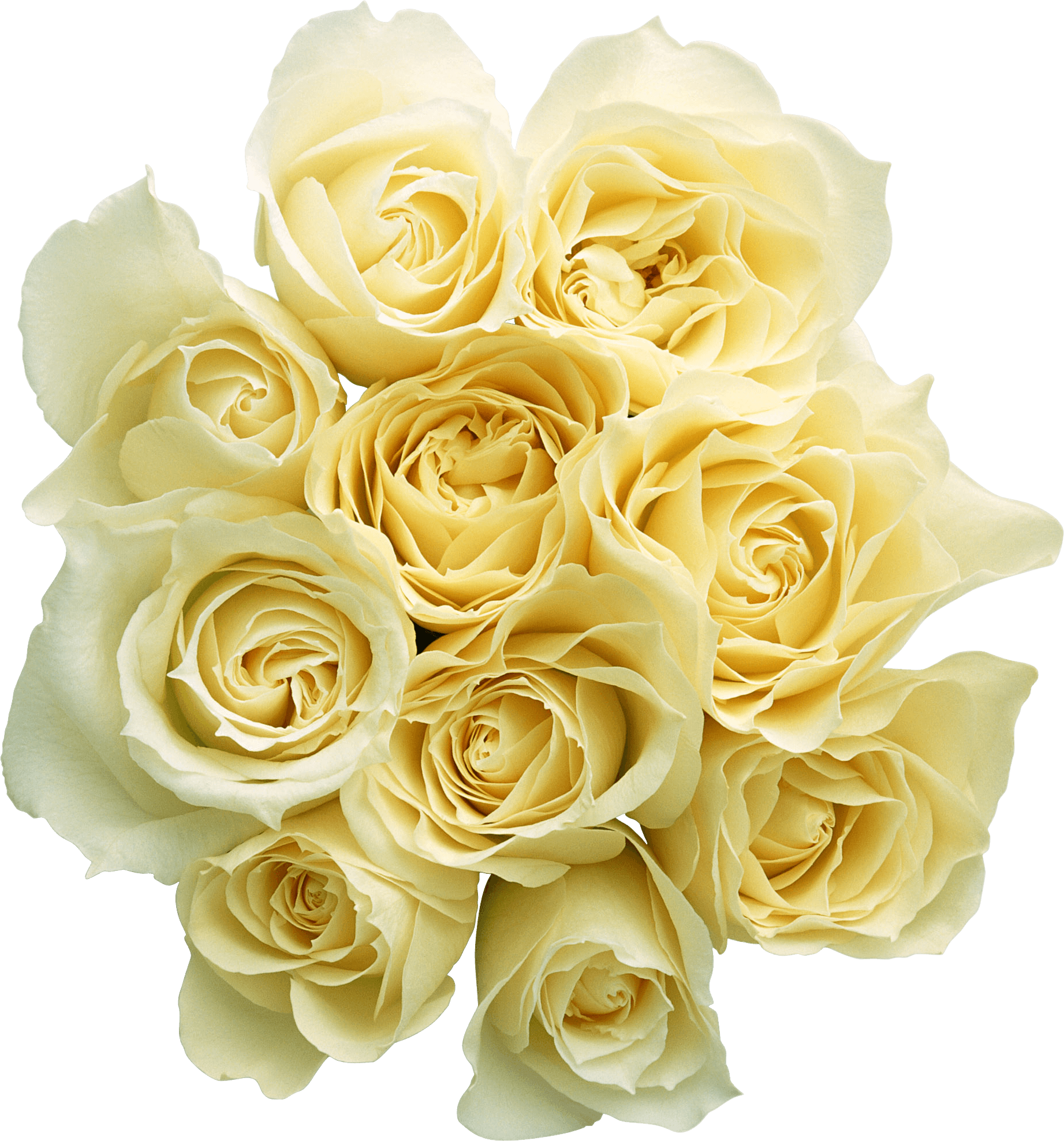 Top White Roses Png Images - White Roses, Transparent background PNG HD thumbnail