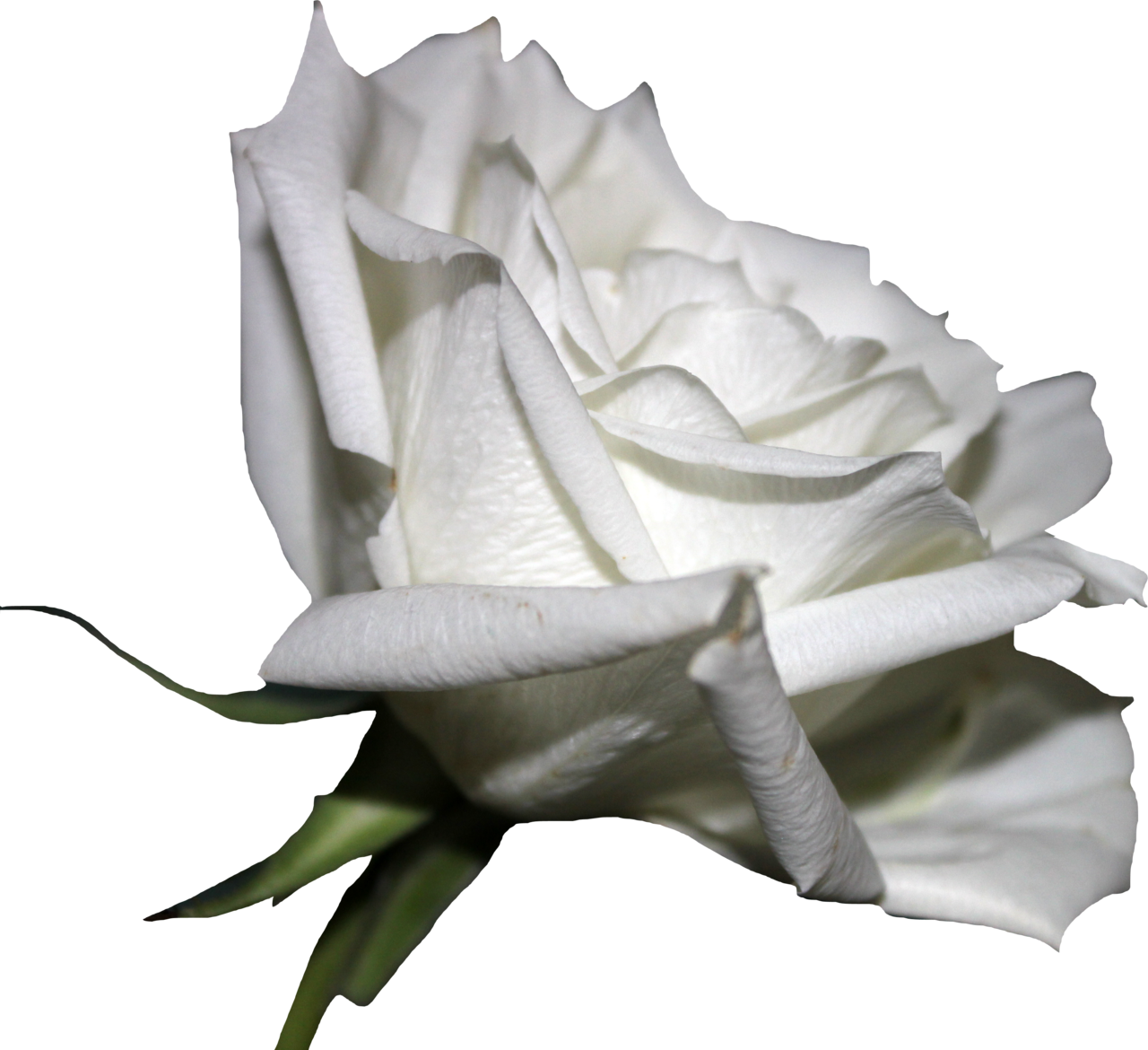 White Rose 01 Png By Thy Darkest Hour - White Roses, Transparent background PNG HD thumbnail