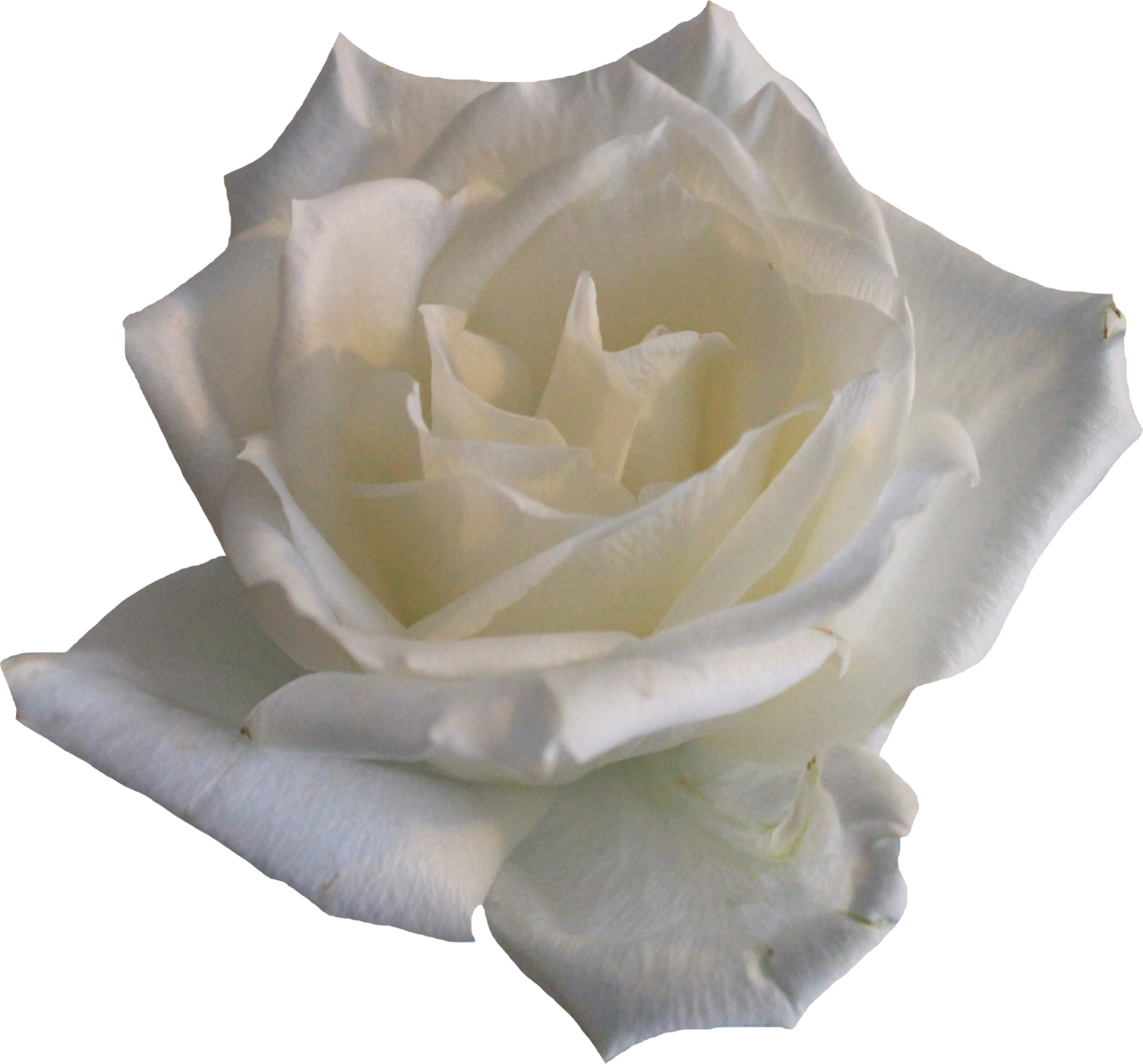 White Rose 02 Png By Thy Darkest Hour - White Roses, Transparent background PNG HD thumbnail