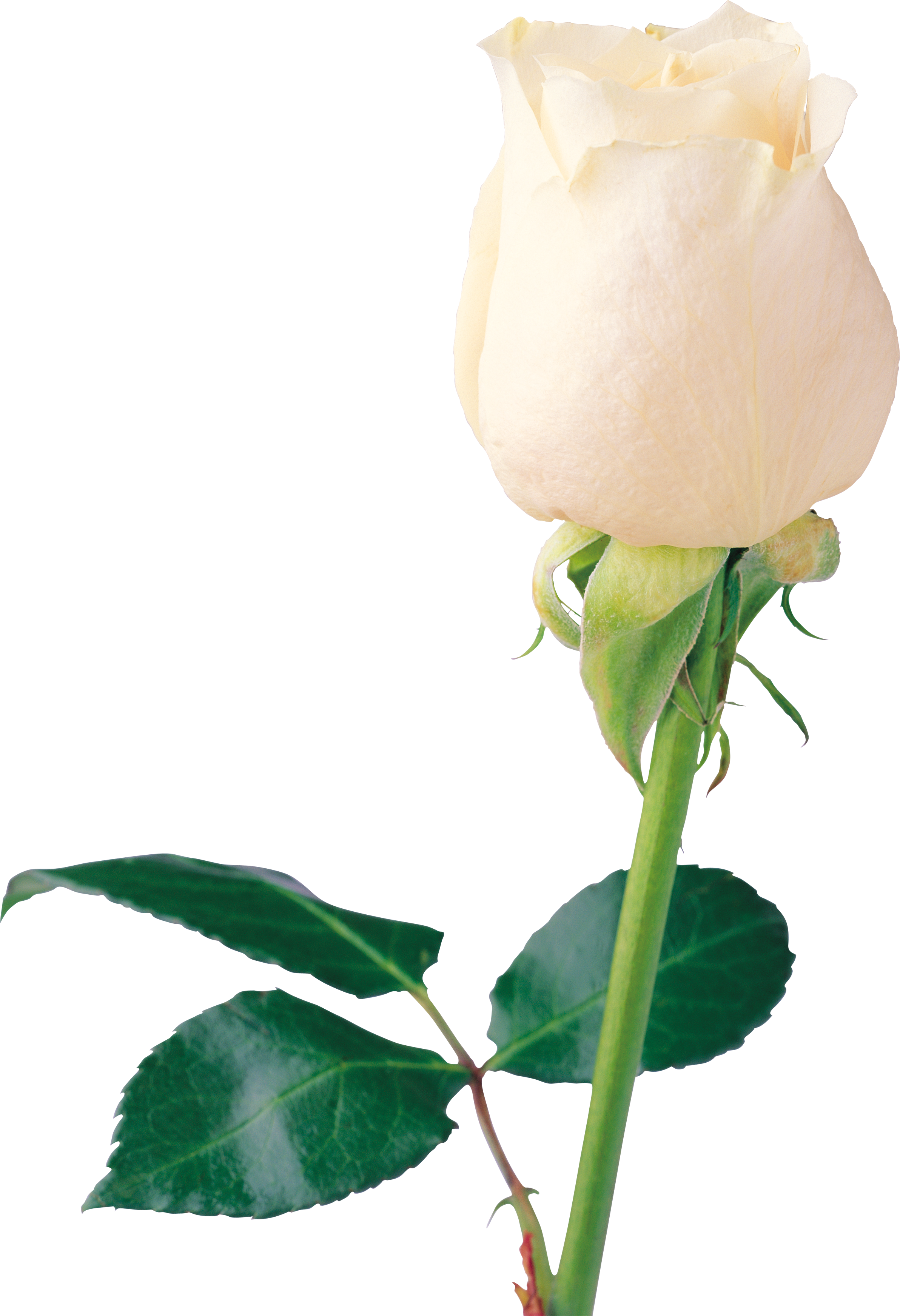 White Rose Png Image, Flower White Rose Png Picture - White Roses, Transparent background PNG HD thumbnail