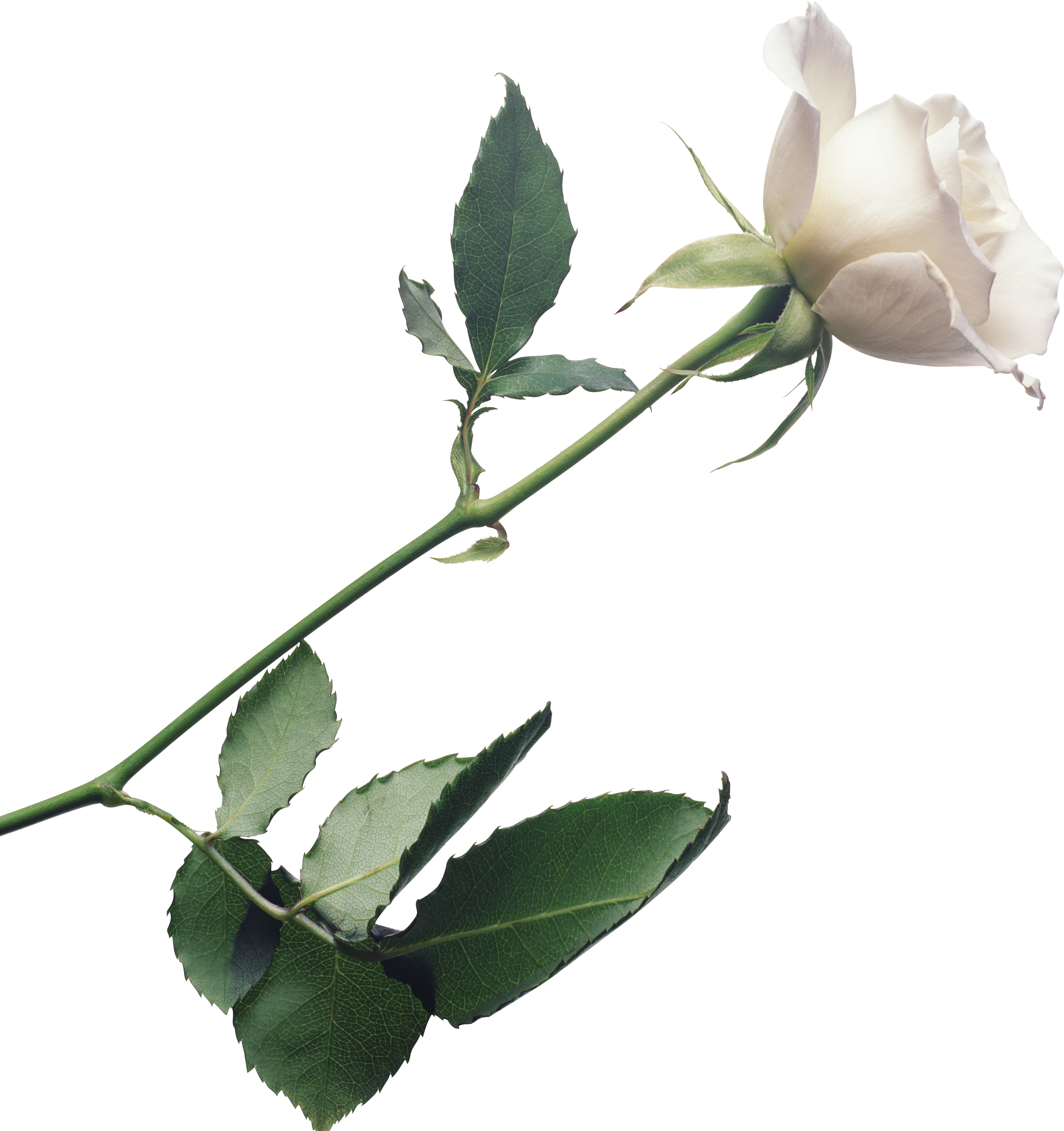 White Rose Png Image, Flower White Rose Png Picture - White Roses, Transparent background PNG HD thumbnail