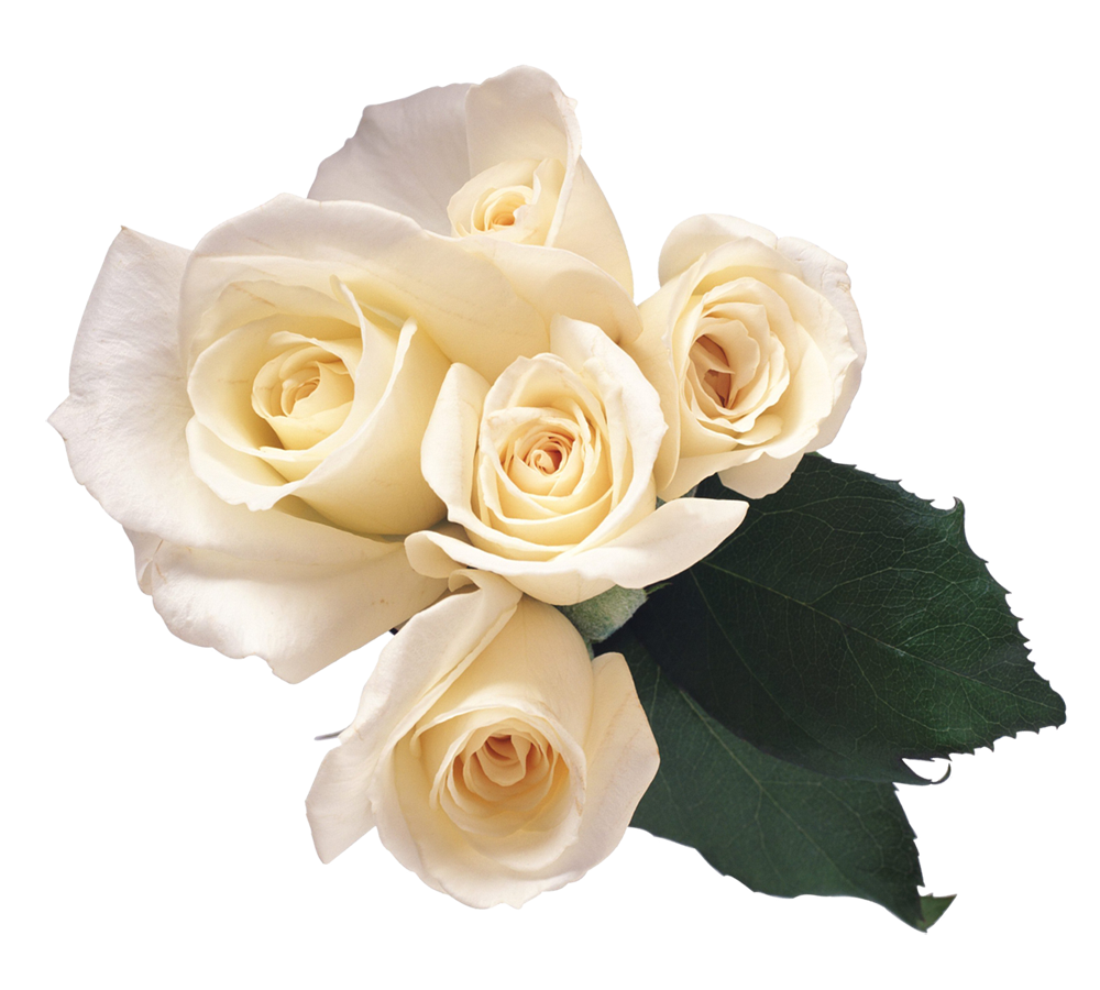 White Roses Png Image - White Roses, Transparent background PNG HD thumbnail