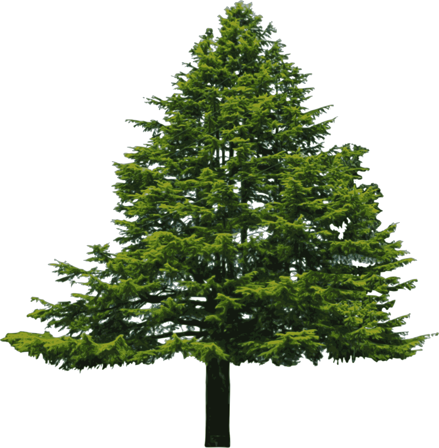 20 Free Tree PNG Images - Art