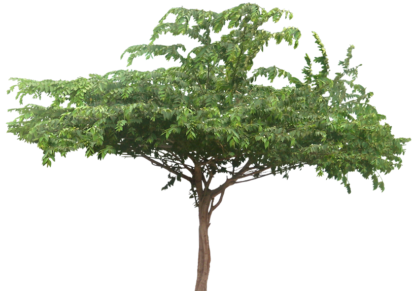 [Cassias01L.png] | Tree Cut Out/ Cambodian Plants | Pinterest | Photoshop - Wide Tree, Transparent background PNG HD thumbnail