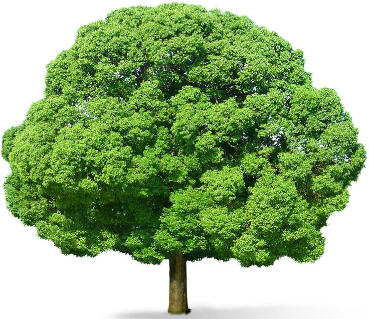 Green Tree Png Picture - Wide Tree, Transparent background PNG HD thumbnail