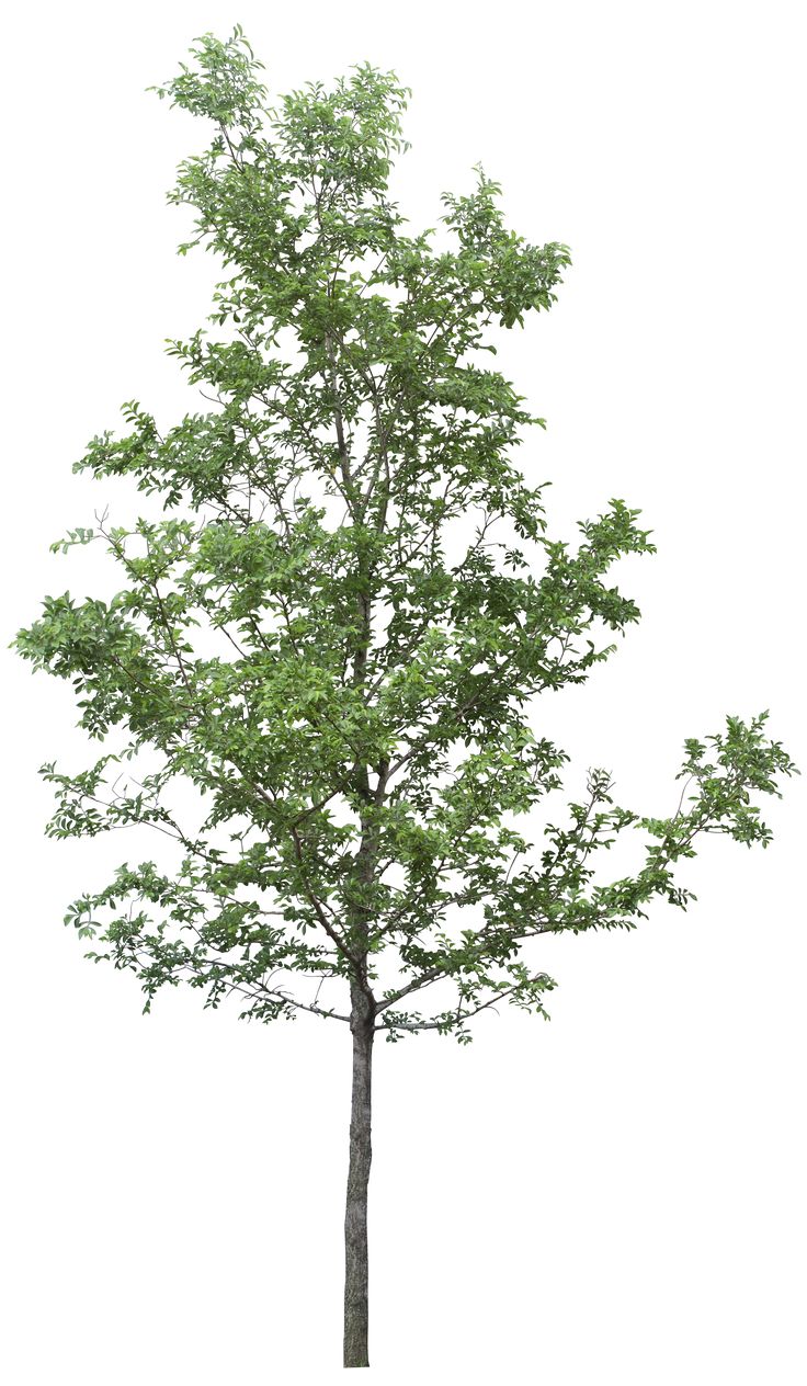 Wide tree- screenshot