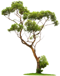 Professional And Affordable Tree Surgeons Working London Wide - Wide Tree, Transparent background PNG HD thumbnail