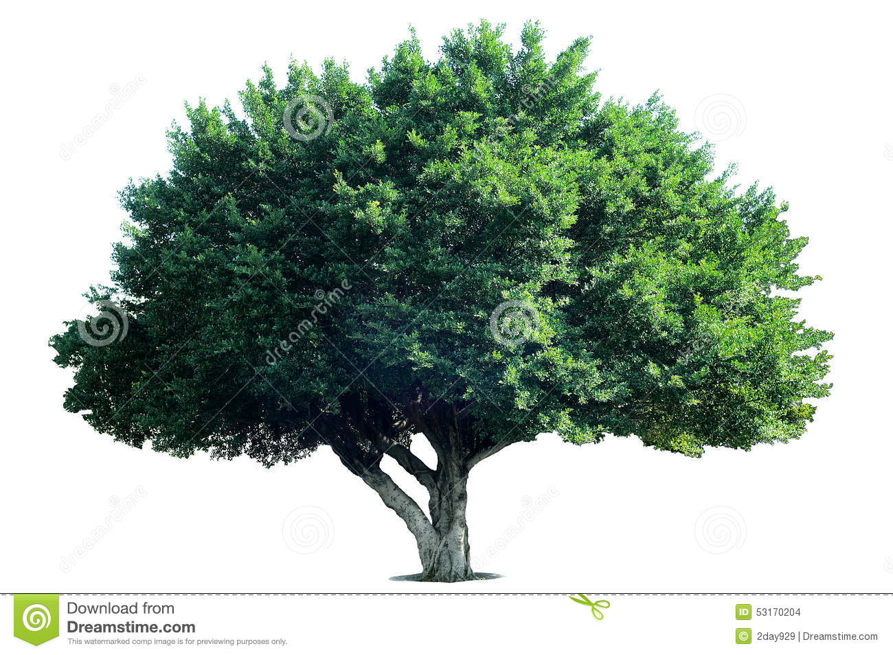 Royalty Free Stock Photo - Wide Tree, Transparent background PNG HD thumbnail