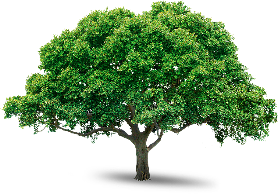 20 Free Tree PNG Images - Tab