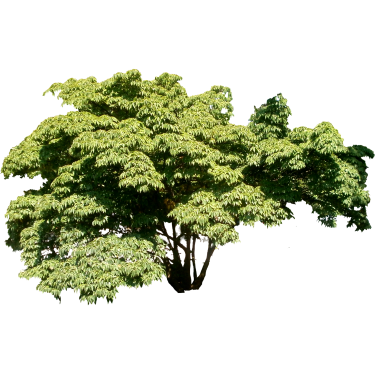 Wide Leafy Tree.png - Wide Tree, Transparent background PNG HD thumbnail