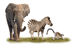 African Animals And The Animal Themed Free Play Slots - Wild Animals, Transparent background PNG HD thumbnail