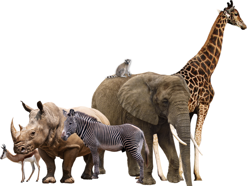 African Safari Animal Collage By Vesperius Hdpng.com  - Wild Animals, Transparent background PNG HD thumbnail