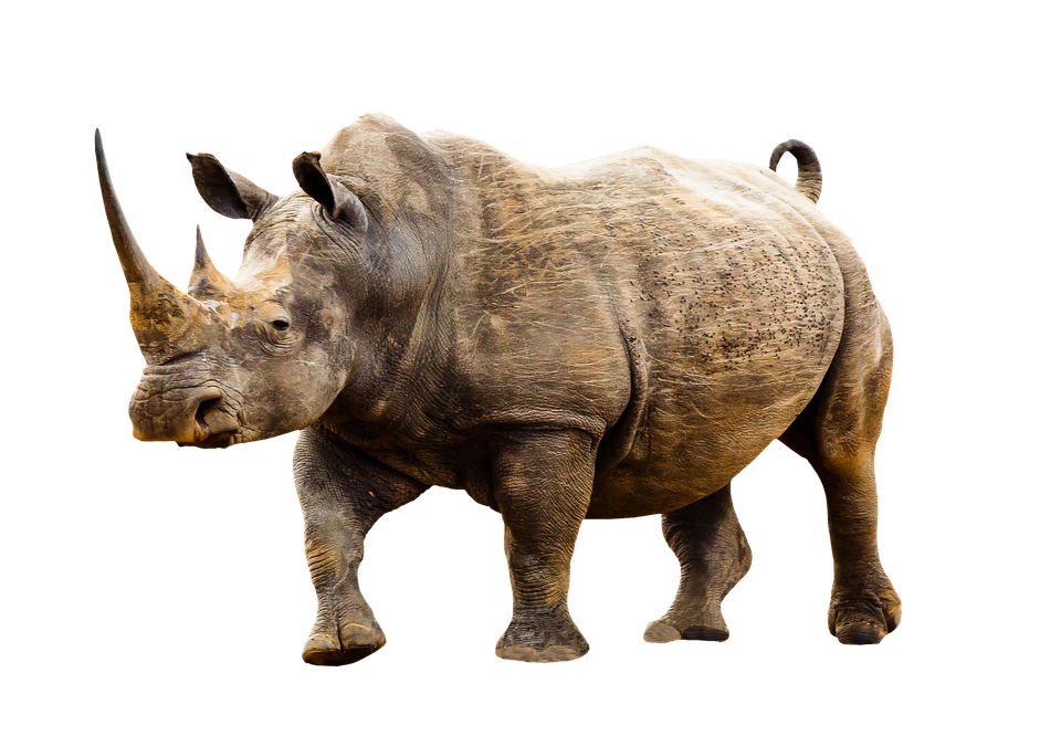 Animal Wild Animal Rhino Africa Animal World Horn - Wild Animals, Transparent background PNG HD thumbnail