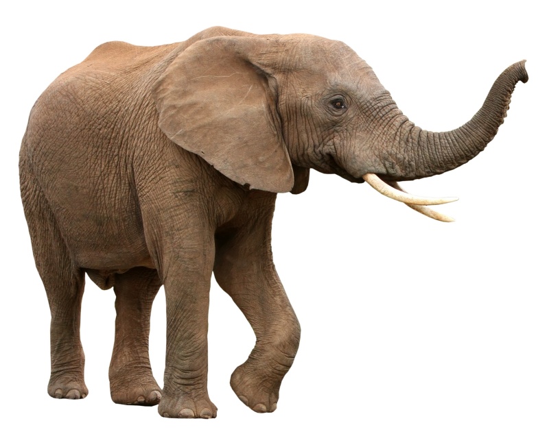 Elephant - Wild Animals, Transparent background PNG HD thumbnail