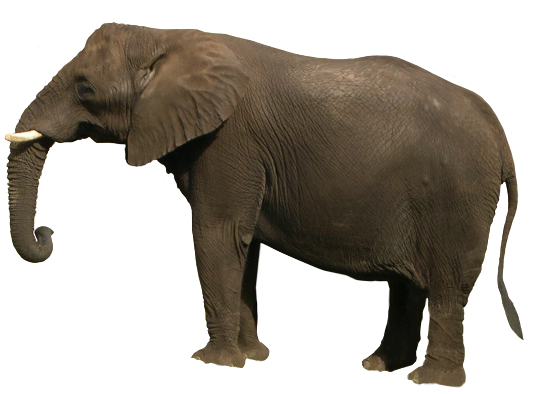 Elephant Png - Wild Animals, Transparent background PNG HD thumbnail