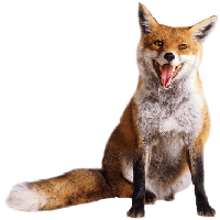 Photo Animal_Fox1.png - Wild Animals, Transparent background PNG HD thumbnail