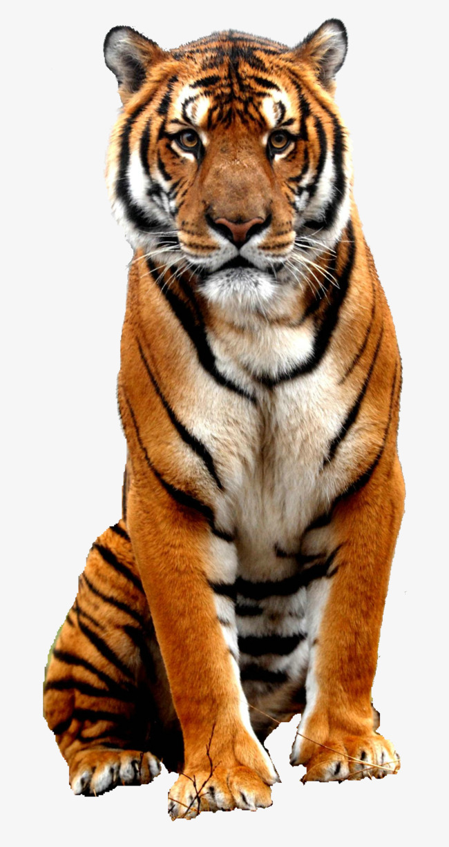 Tiger, Animal, Wild Animals Png Image And Clipart - Wild Animals, Transparent background PNG HD thumbnail