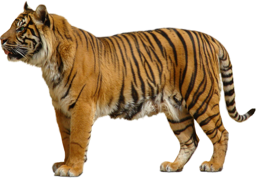 Tiger Png By Sabirpure Hdpng.com  - Wild Animals, Transparent background PNG HD thumbnail