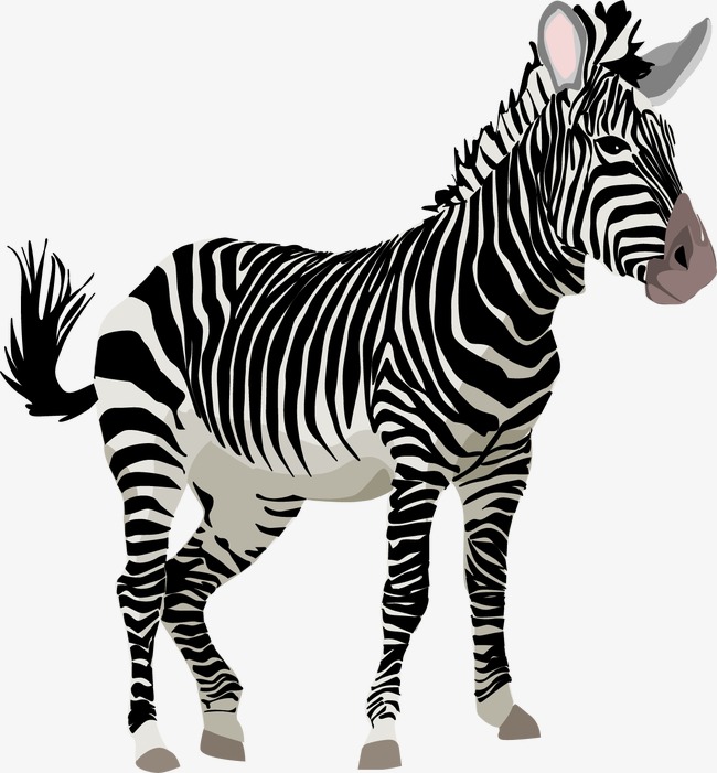 Zebra Vector, Zebra, Animal, Wild Animals Png And Vector - Wild Animals, Transparent background PNG HD thumbnail