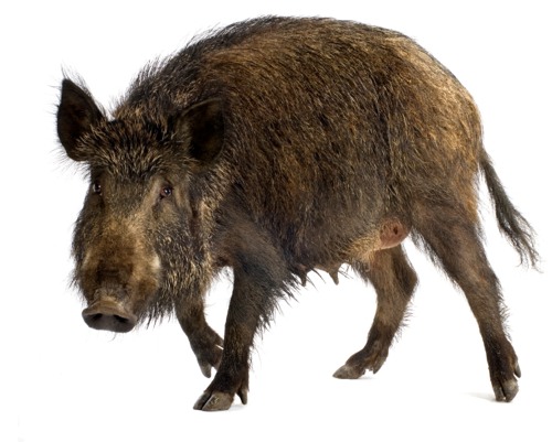 20140430 Pig Wildboar.jpg - Wild Boar, Transparent background PNG HD thumbnail