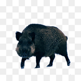 Boar Material, Boar, Boar Physical Map, Black Boar Png Image - Wild Boar, Transparent background PNG HD thumbnail