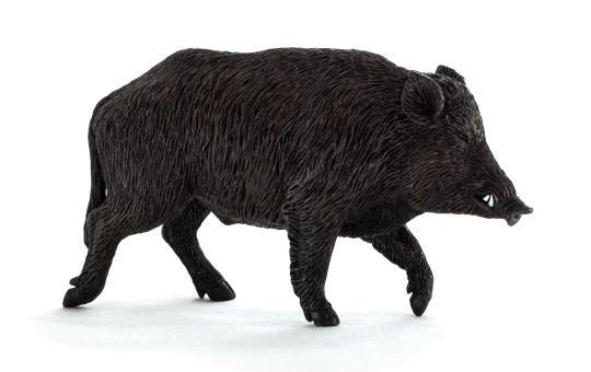 File:Wild boar male common.pn
