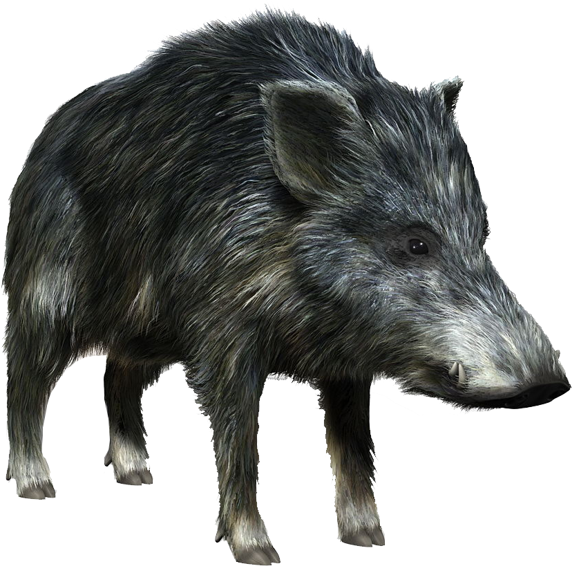Vector wild boar, Cartoon Ani