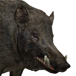 File:wild Boar Male Common.png - Wild Boar, Transparent background PNG HD thumbnail