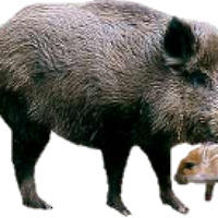 Photo Wildboar.png - Wild Boar, Transparent background PNG HD thumbnail