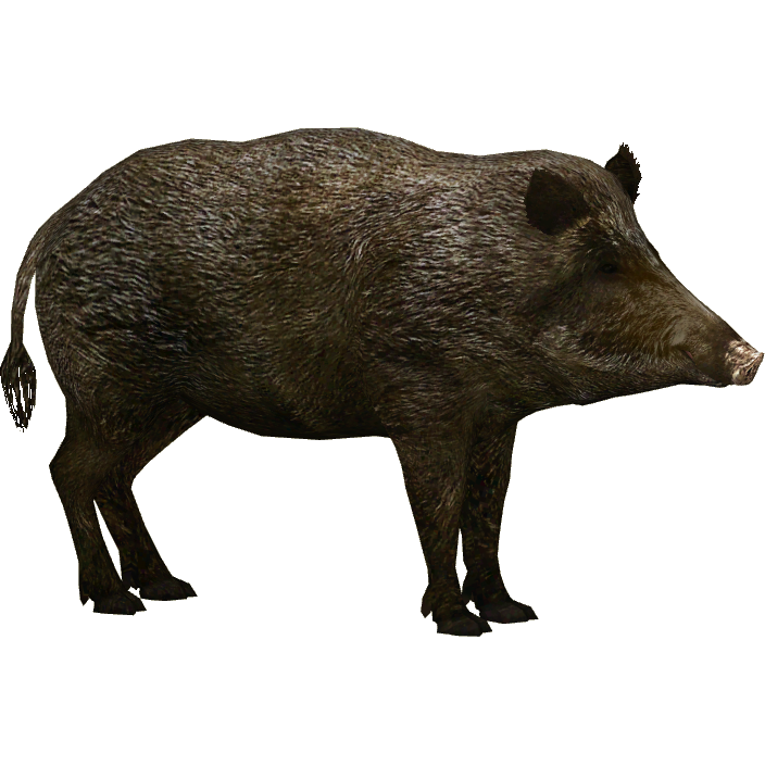 Wild Boar Additional Variants (Ulquiorra)2.png, Wild Boar PNG HD - Free PNG