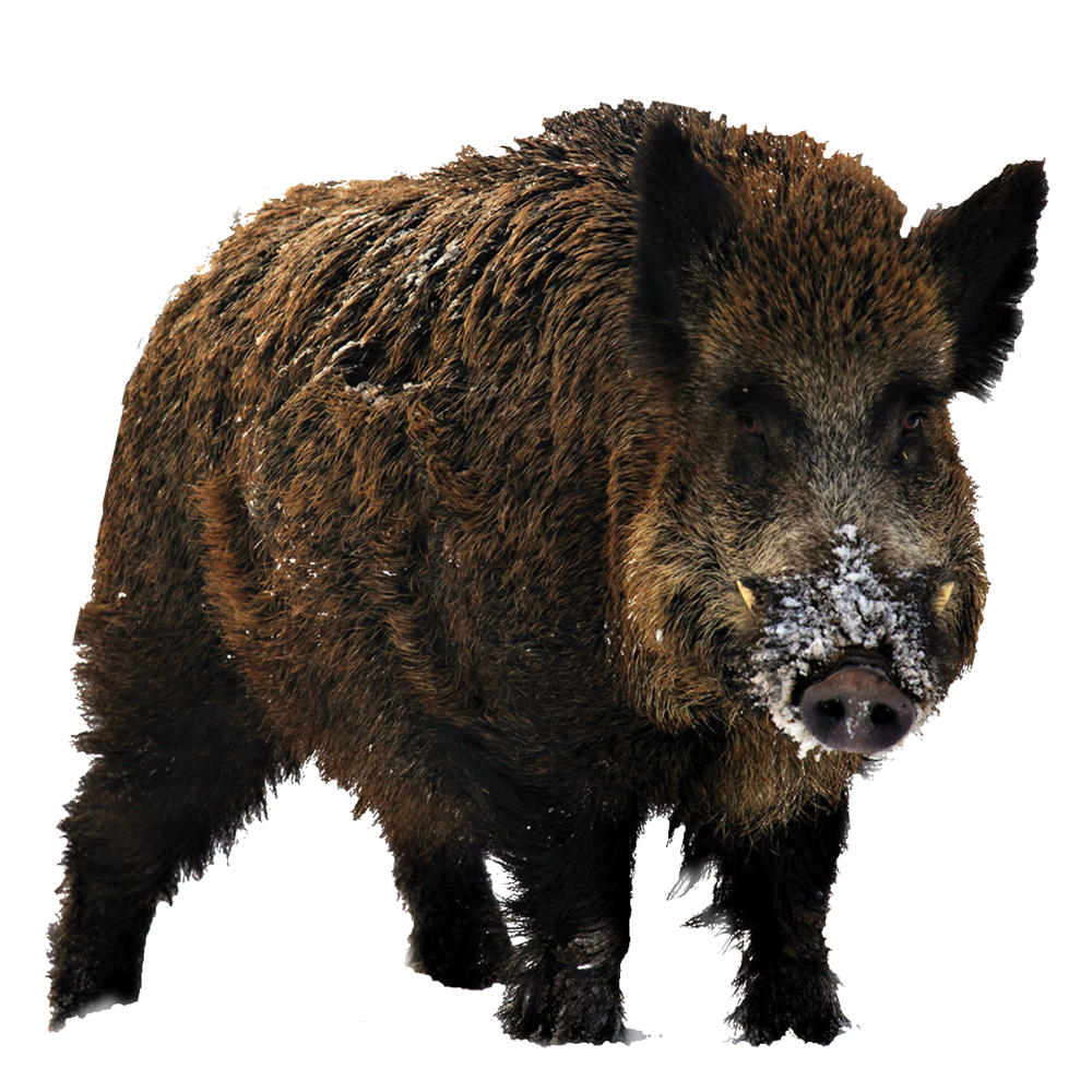 Wild Boar (Sus Scrofa) - Wild Boar, Transparent background PNG HD thumbnail